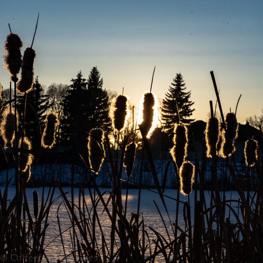 Bullrushes backlit from the sun